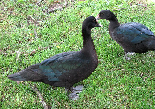 Black Ducks